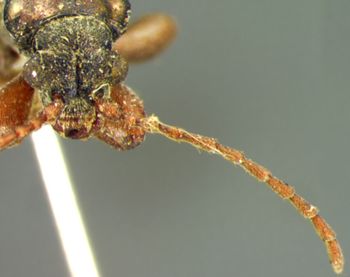 Media type: image;   Entomology 32947 Aspect: head frontal view